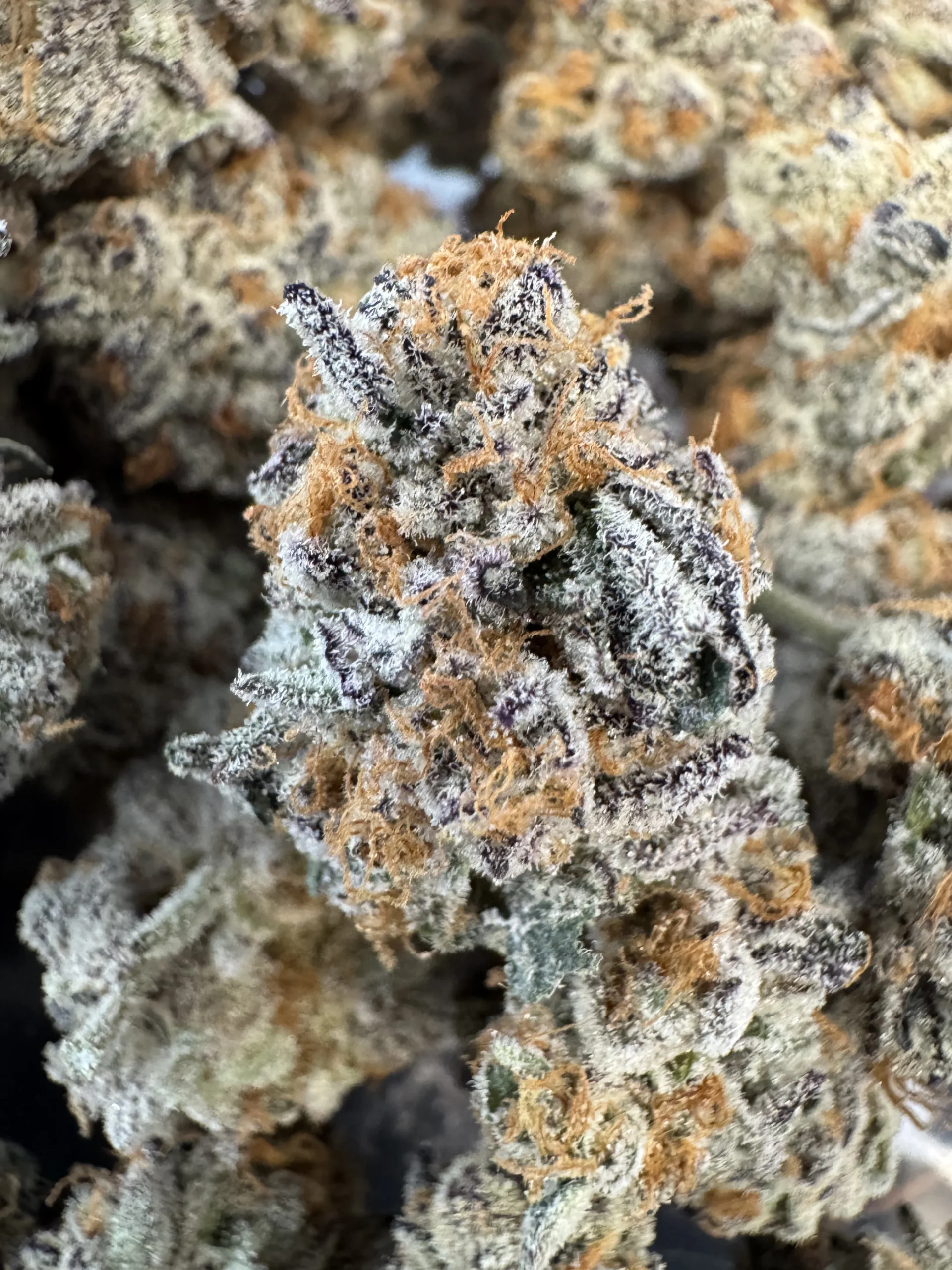 Cannabis plant